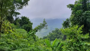 Tropical rainforest in Colombia. 